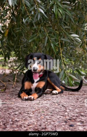 Il cane nero bruciato tan e bianco, razza svizzera Entlebücher Sennenhund, in un collare rosso, si trova sotto un salice, in estate all'aperto Foto Stock