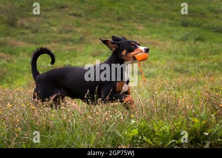 Un nero bruciato tan e un cane bianco, razza svizzera Entlebücher Sennenhund, in un collare rosso, divertendosi, giocando, correndo e saltando, con una palla Foto Stock