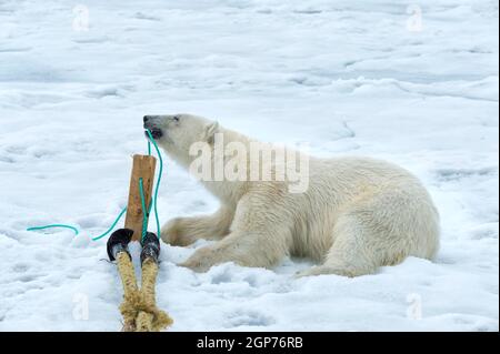 Orso polare (Ursus maritimus) che ispeziona e mastica l'albero della nave da spedizione, Arcipelago Svalbard, Norvegia Foto Stock