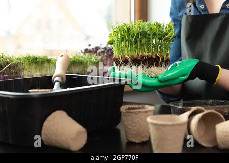 Donna che tiene i microgrenens con le radici ed il suolo nelle sue mani vicino agli attrezzi di giardinaggio e ai germogli differenti. Giardinaggio hobby a casa concetto. Foto Stock