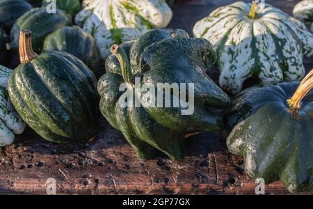 Varietà di zucche e zucche verdi. Composizione autunnale di diversi tipi di squash su tavola di legno. Foto Stock