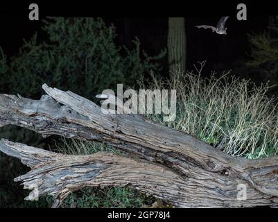 Bat, Tortolita Mountains, Marana, vicino a Tucson, Arizona. Foto Stock