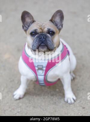 3.5-Year-Old Tan e White Piebald Female Frenchie seduta e Looking Up. Parco per cani al guinzaglio nella California settentrionale. Foto Stock