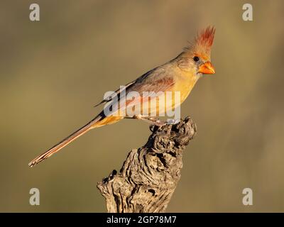 Il Cardinale settentrionale, Tortolita montagne, Marana, nei pressi di Tucson, Arizona. Foto Stock