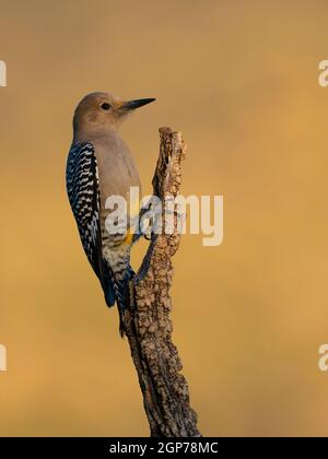 Gila Picchio, Tortolita montagne, Marana, nei pressi di Tucson, Arizona. Foto Stock