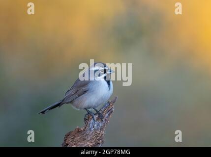 Passero nero, Montagne Tortolita, Marana, vicino Tucson, Arizona. Foto Stock