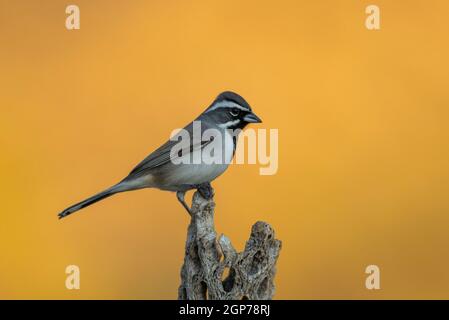 Passero nero, Montagne Tortolita, Marana, vicino Tucson, Arizona. Foto Stock