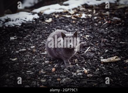 Dettaglio di gatto abbandonato in strada in inverno giorno Foto Stock