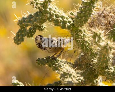 Cactus Wren, Marana, vicino a Tucson, Arizona. Foto Stock
