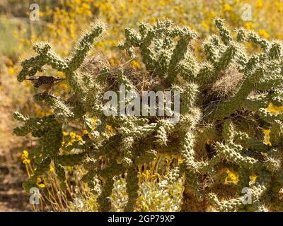Cactus Wren, Marana, vicino a Tucson, Arizona. Foto Stock