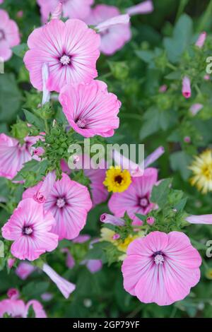 Coppa mallata (Malva trimestris), Kempen, Renania settentrionale-Vestfalia, Germania Foto Stock