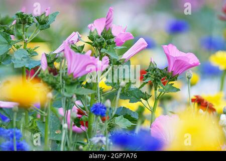 Coppa mallata (Malva trimestris), Kempen, Renania settentrionale-Vestfalia, Germania Foto Stock