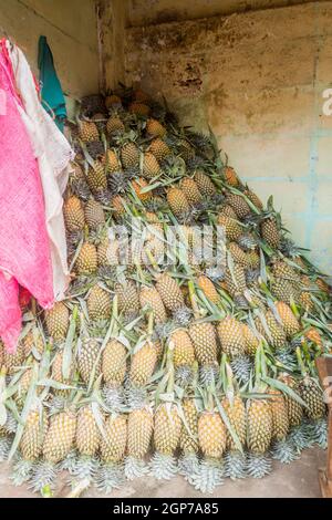 Mucchio di ananas al mercato Manning a Colombo, Sri Lanka Foto Stock