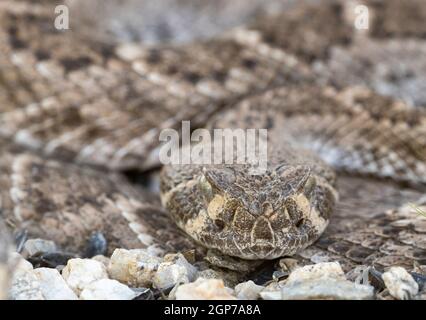 Western Diamondback Rattlesnake, Marana, vicino a Tucson, Arizona. Foto Stock