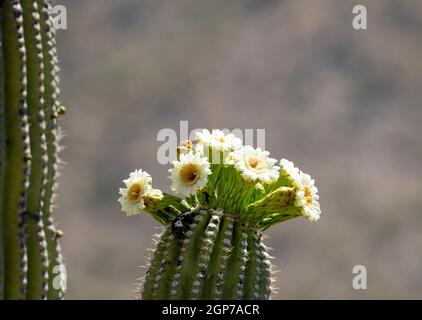 Fioritura Saguaro Cactus, Marana, vicino Tucson, Arizona. Foto Stock