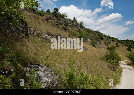 Erba secca Kallmuenz, cespugli di ginepro, Baviera, Kallmuenz, Germania Foto Stock