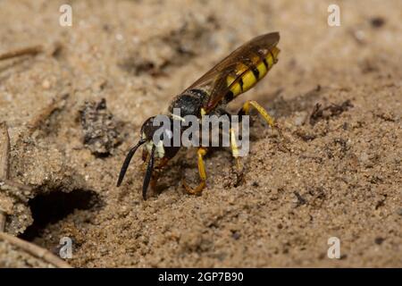 Lupo europeo (Philanthus triangulum), suolo sabbioso, ingresso nido Foto Stock