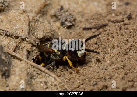 Lupo europeo (Philanthus triangulum), suolo sabbioso, ingresso nido Foto Stock