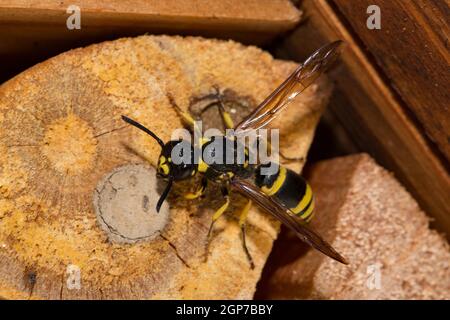 Mason wasp, cellula di covata (Ancistrocerus nigricornis) Foto Stock