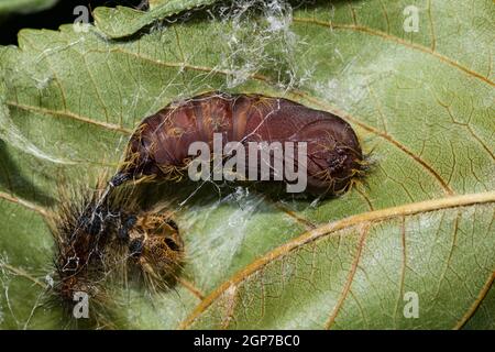 Gitana, ninfa (Lymantria dispar) Foto Stock