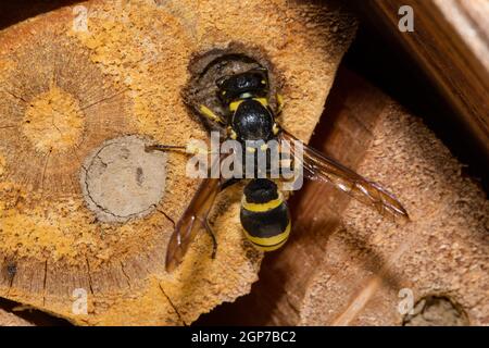 Mason wasp, cellula di covata (Ancistrocerus nigricornis) Foto Stock