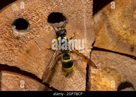 Mason wasp, cellula di covata (Ancistrocerus nigricornis) Foto Stock