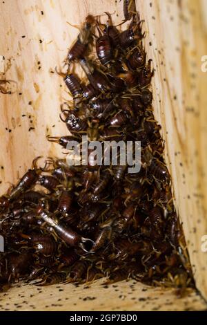 Comune (Forficula auricularia) auricolare, scatola di nidificazione degli uccelli Foto Stock