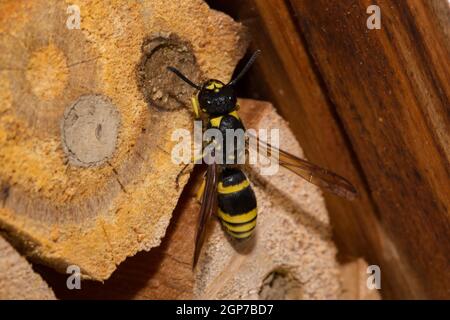 Mason wasp, cellula di covata (Ancistrocerus nigricornis) Foto Stock