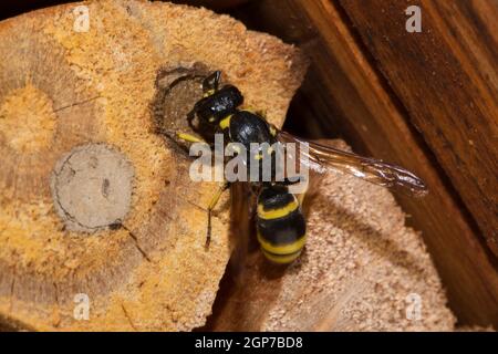 Mason wasp, cellula di covata (Ancistrocerus nigricornis) Foto Stock