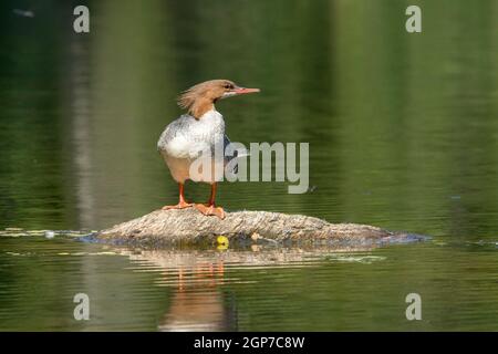 Female comune merganser (Mergus merganser) su una roccia, la Mauricie National Park, Quebec, Canada Foto Stock