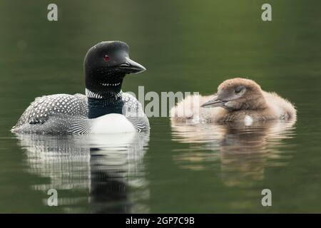 Great Northern Diver (Gavia Always) e Chick, due mesi, la Mauricie National Park, Quebec, Canada Foto Stock