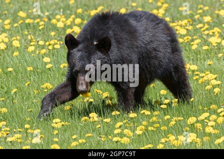 American Black Bear mangiare dente di leone (Ursus americanus), Forillon National Park, Quebec, Canada Foto Stock