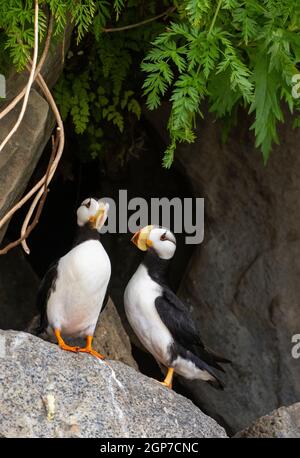 Cornuto puffini, il Parco Nazionale del Lago Clark, Alaska. Foto Stock