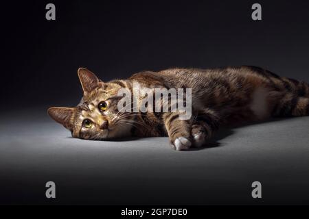 Tabby rosso-grigio macchiato Kurilian Bobtail gatto che posa in ammollo su un sfondo grigio all'interno dello studio Foto Stock