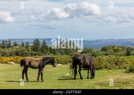 Dartmoor ponies, Haytor Rock, Dartmoor NP, Devon, Regno Unito Foto Stock