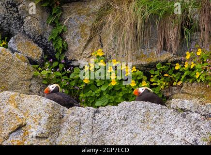 Puffin tufted, Parco Nazionale Kenai Fjords, vicino a Seward, Alaska. Foto Stock