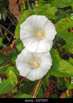 Due grandi fiori bianchi comuni a bindweed, Convolvulus, in una siedgerow estiva Foto Stock