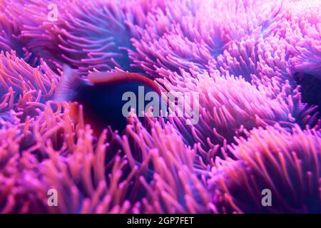 Close up di un pesce nascosto nella sua anemone. Foto Stock