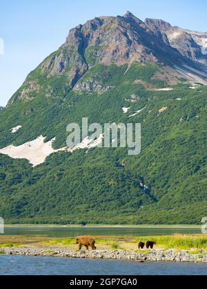 Un orso bruno o grizzly, il porto geografico, il parco nazionale di Katmai, Alaska. Foto Stock