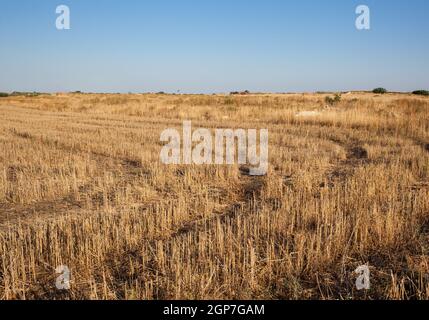 Il grano piegato a formare un cerchio nel campo. Foto Stock