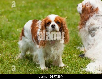 King Charles Cavalier cane in una giornata di sole sul prato verde. Foto Stock