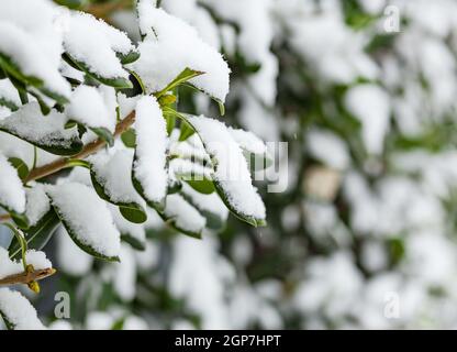 Evergreen ramoscelli rivestita di uno strato di appena scesa la neve e il ghiaccio. Foto Stock