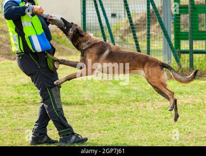 Addestramento del cane morde un oggetto nelle mani del trainer. Foto Stock