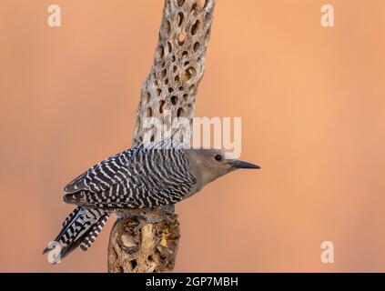 Gila Woodpecker, Marana, vicino a Tucson, Arizona. Foto Stock