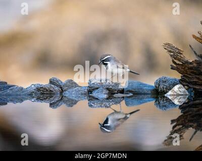 Black-Throated Sparrow, Marana, vicino Tucson, Arizona. Foto Stock