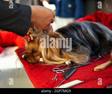 Toelettatura Yorkshire terrier. Parrucchiere per cani. Foto Stock