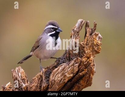 Black-Throated Sparrow, Marana, vicino Tucson, Arizona. Foto Stock