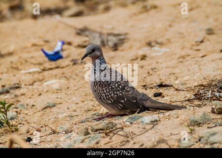 Colomba avvistata Spilopelia chinensis nel santuario di Thangamale vicino Haputale, Sri Lanka Foto Stock