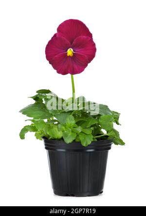 Bella pansies in vaso di fiori isolati su sfondo bianco Foto Stock