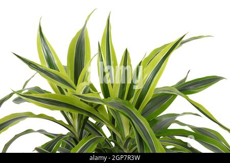 Chlorophytum - evergreen perenni Piante fiorite in famiglia Asparagaceae. Foto Stock